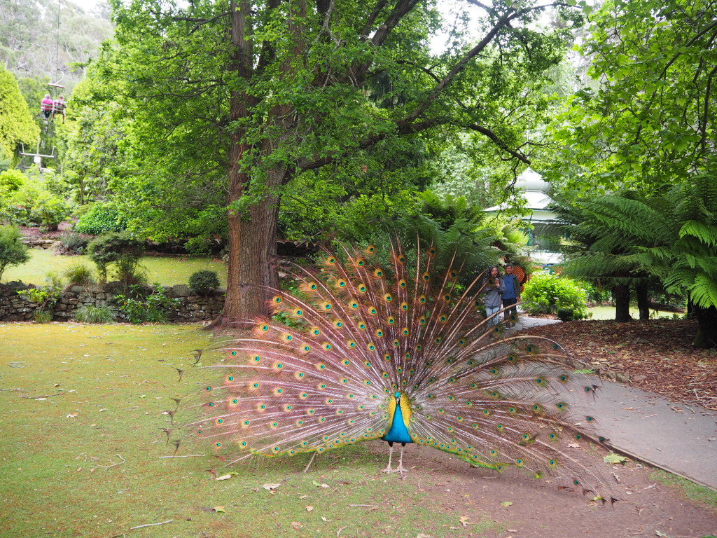 Love the majestic colours of the peacock feathers